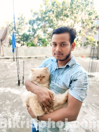 একটি পার্শিয়ান বিড়াল বিক্রি করা হবে